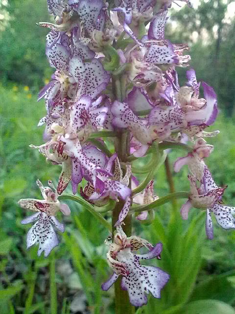 Orchis purpurea mostruosamente bella!